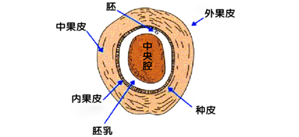 椰子壳横切面结构图.jpg